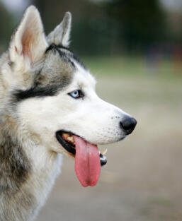 Maya Chen profile photo